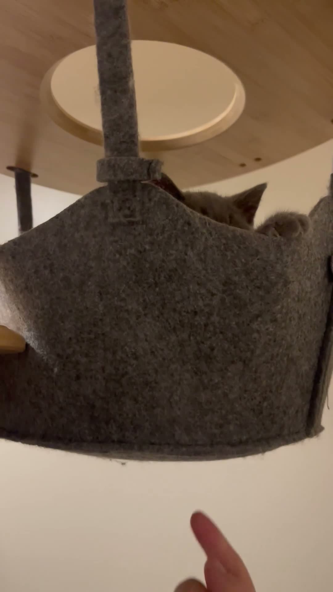 British Shorthair cats for sale: GCCF Registered British Shorthairs / Longhairs - Video 1