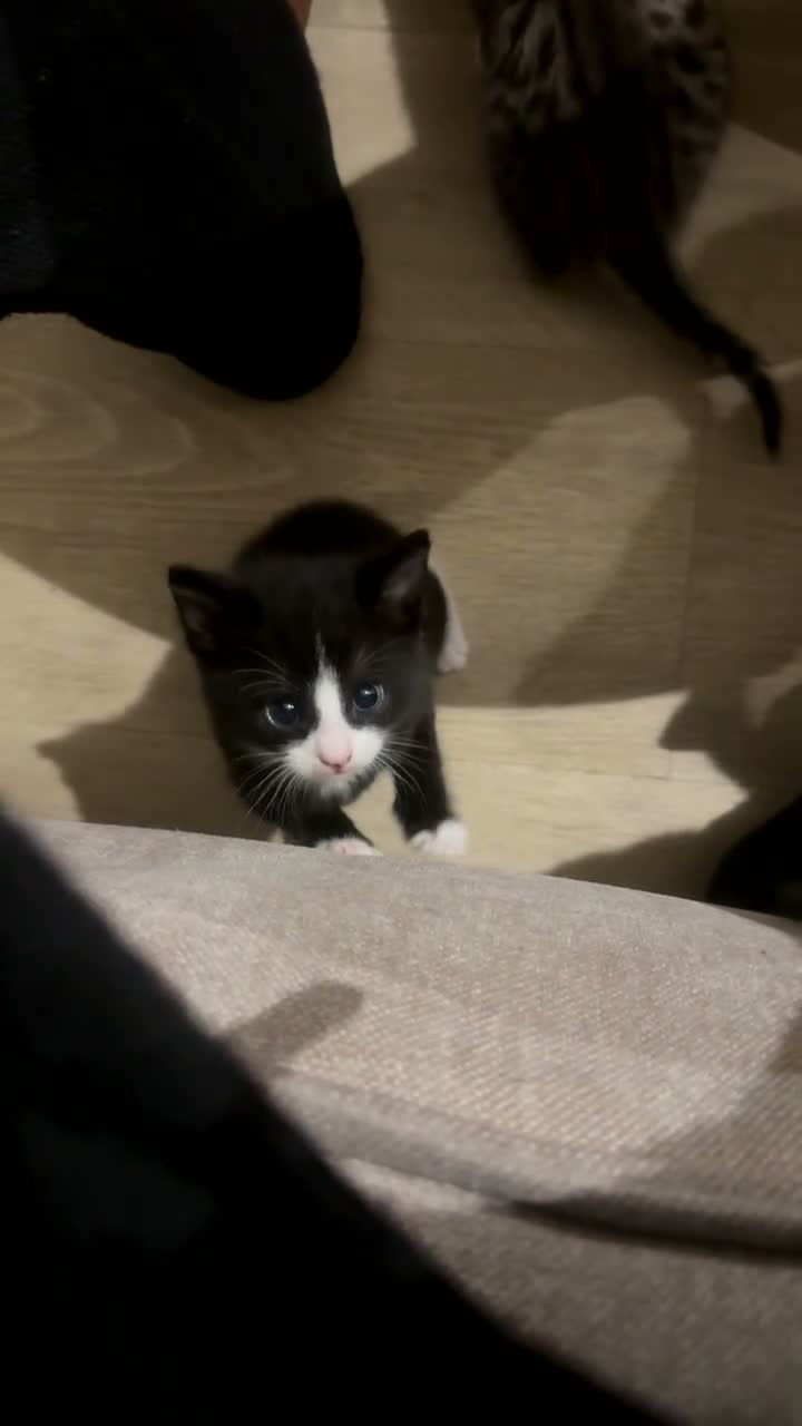 Mixed Breed cats for sale: Beautiful Black & White Kittens Half Russian Blue  - Video 4