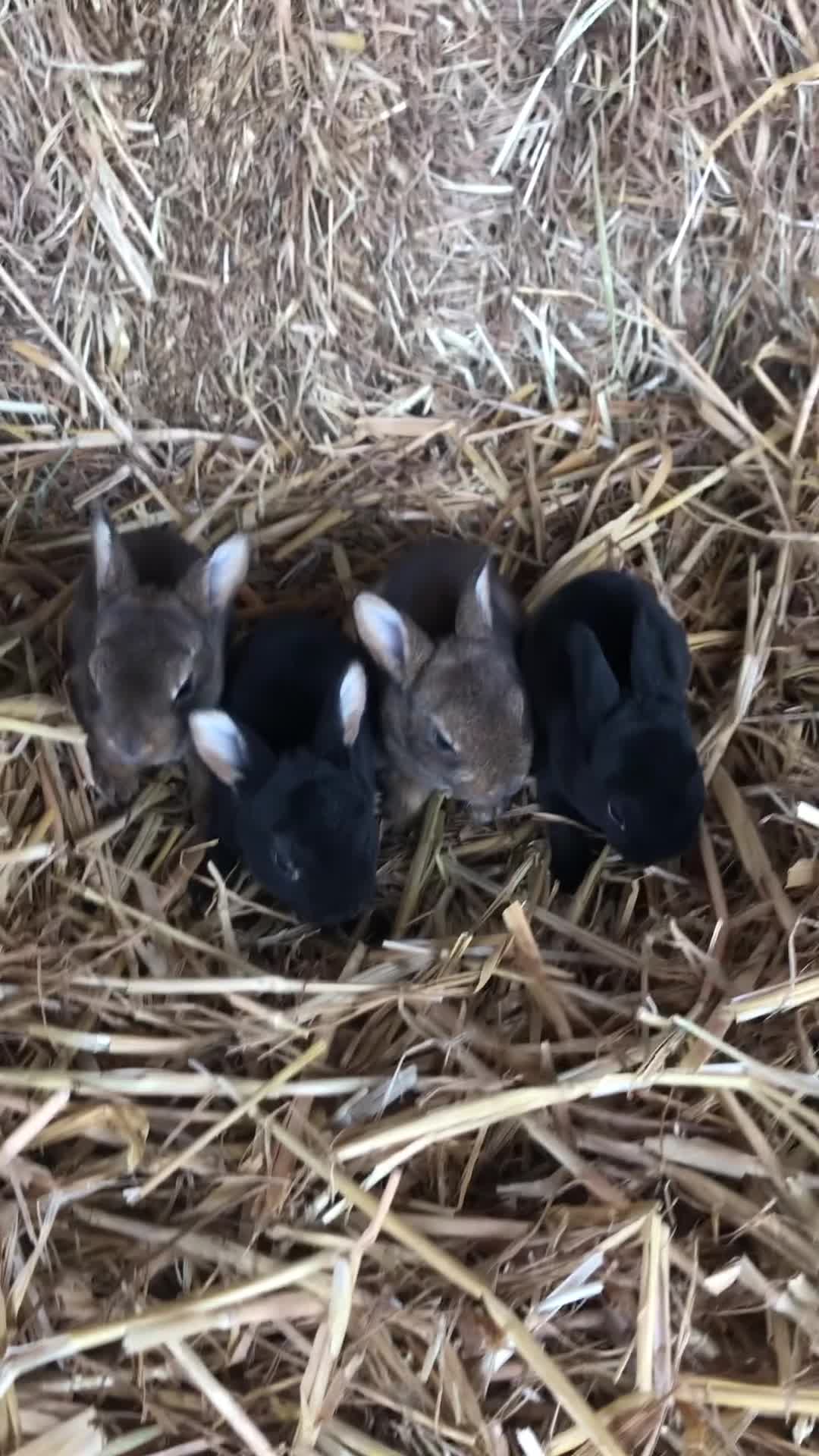 Rex rabbits for sale: Beautiful Purebred Velvet Mini Rex babies  - Video 3