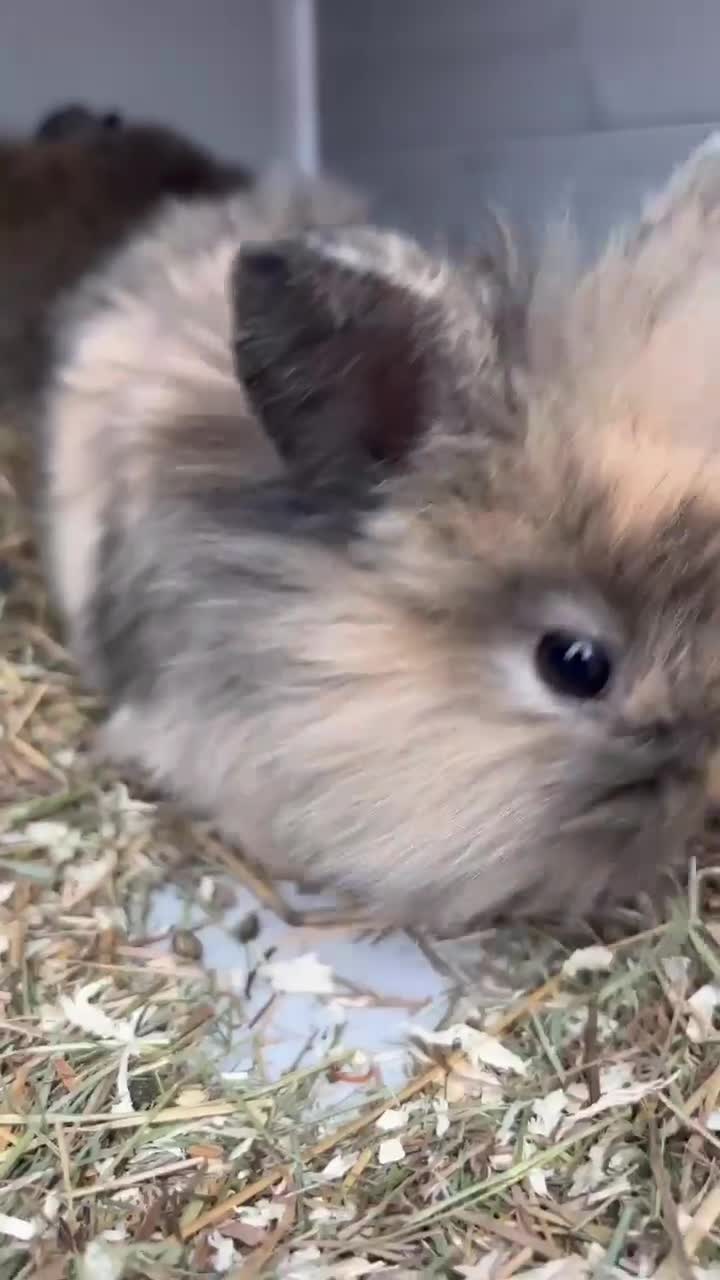 Lionhead rabbits for sale: 4 baby female rabbits for sale  - Video 2