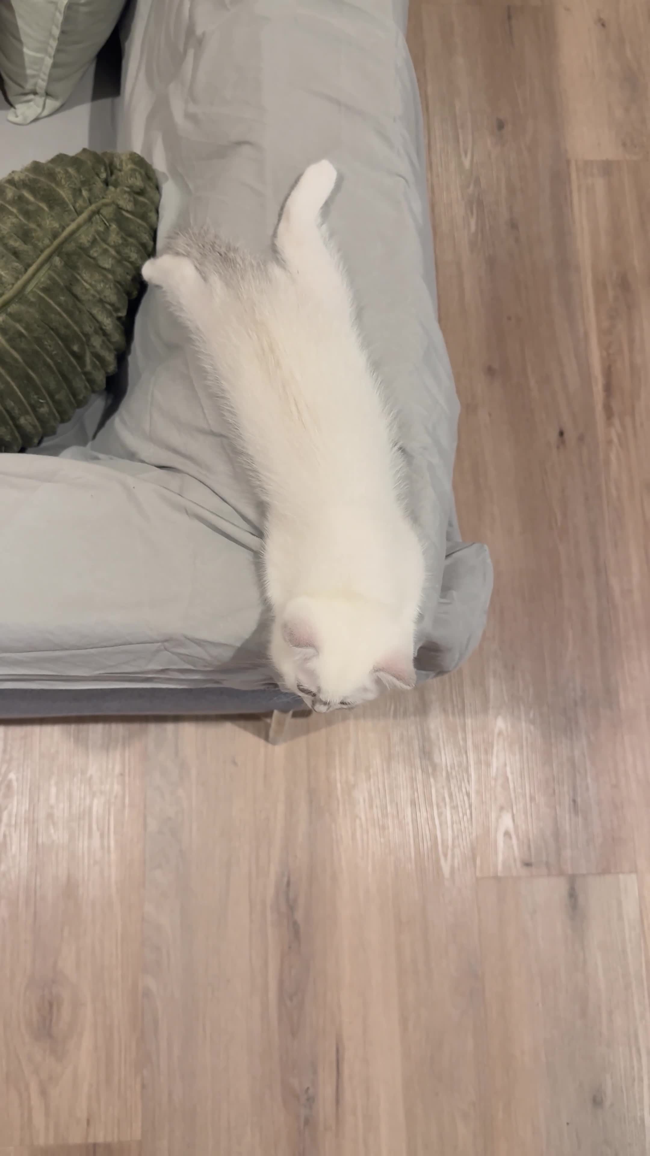 British Shorthair cats for sale: ☀️💕Beautiful baby British Shorthair ☀️💕 - Video 2