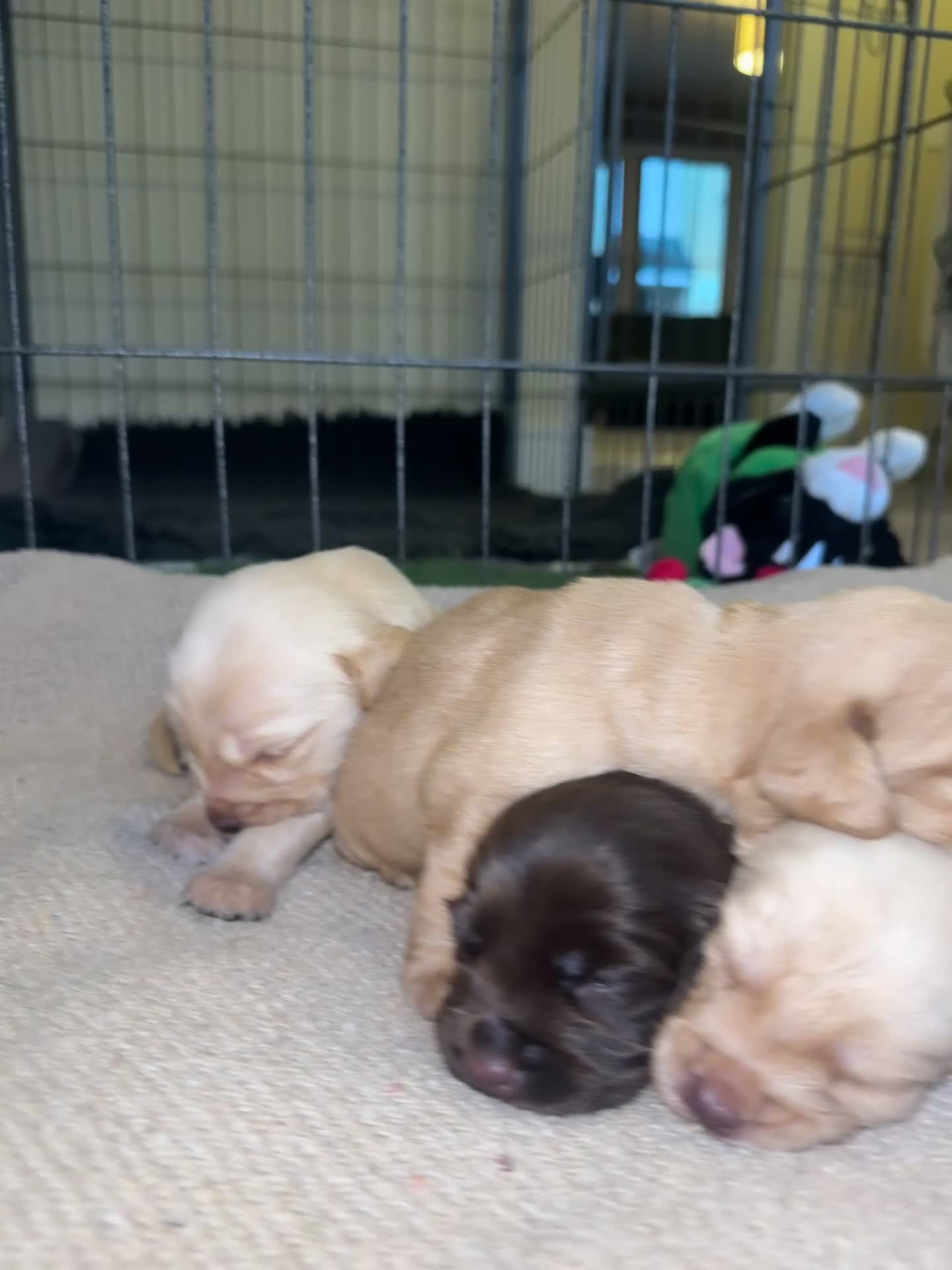 Cockerdor dogs for sale: Cockerdor/ Spanador Puppies. KC registered parents - Video 1