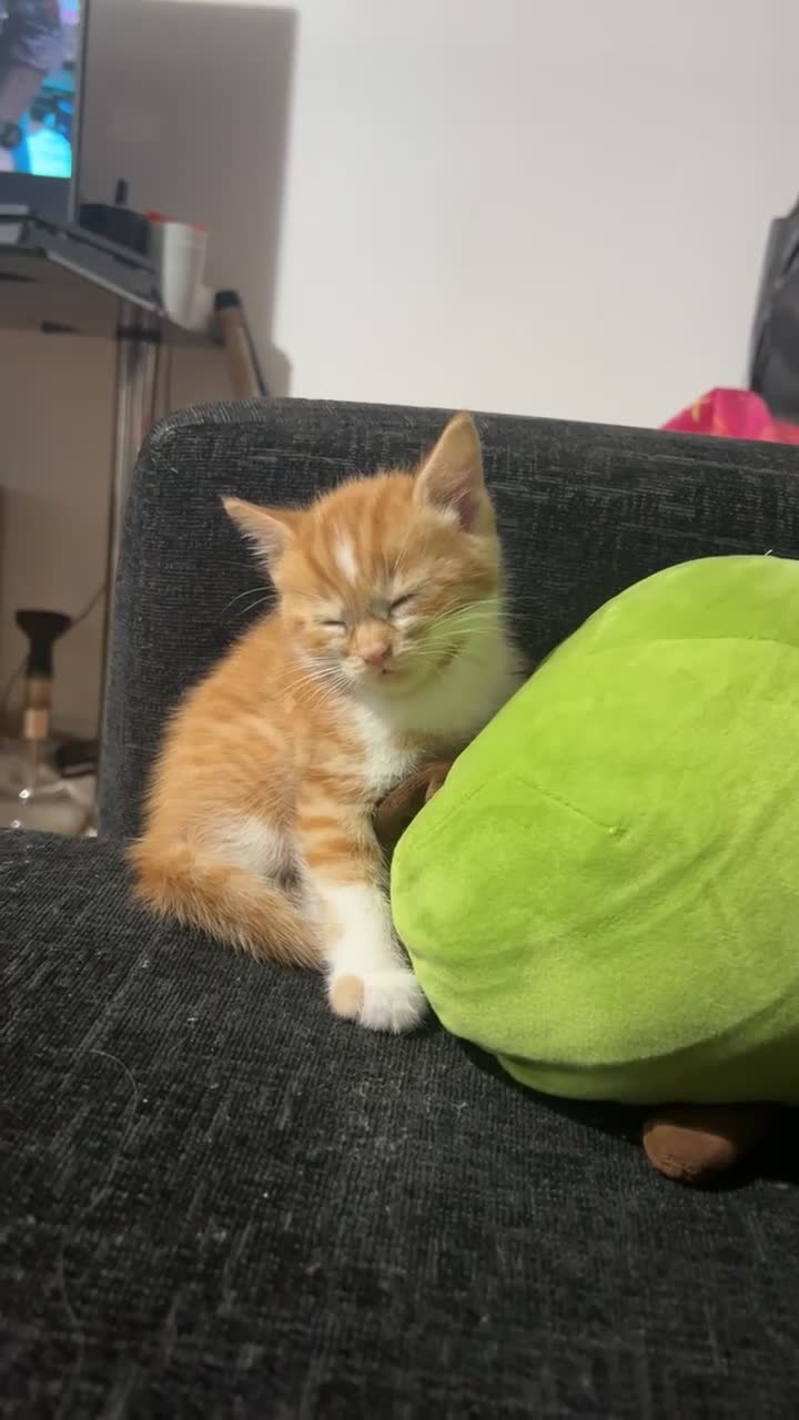 Domestic Shorthair cats for sale: Beautiful Kittens Looking New home - Video 3