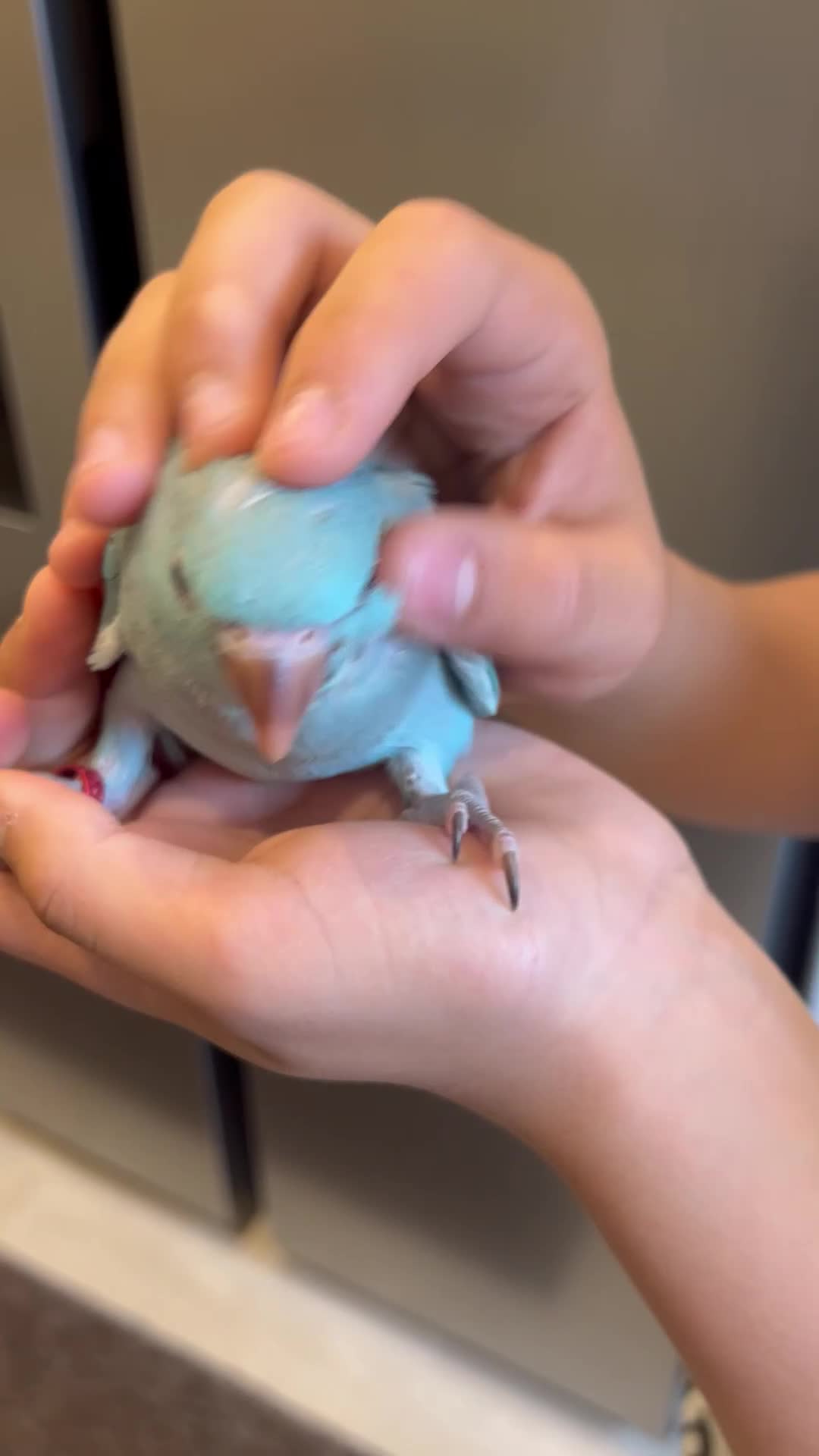 Ringnecks birds for sale:     Super Tame Hand Reared Babies £50 off today !  - Video 5