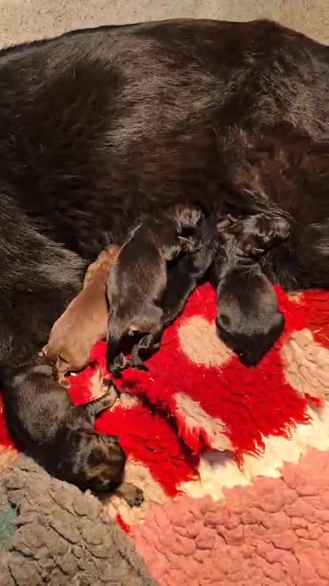German Shepherd dogs for sale: German Shepherd Puppies Ready to View Homebred - Video 1
