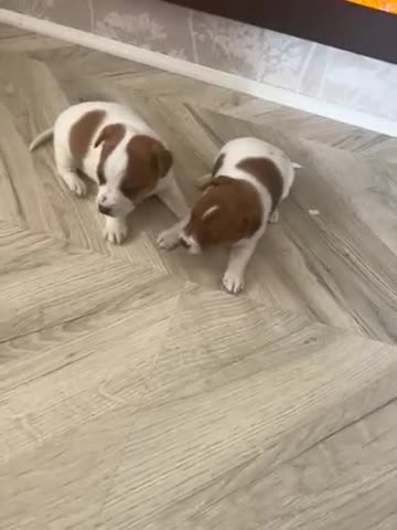 Jack Russell dogs for sale: Jack Russell puppies  - Video 1