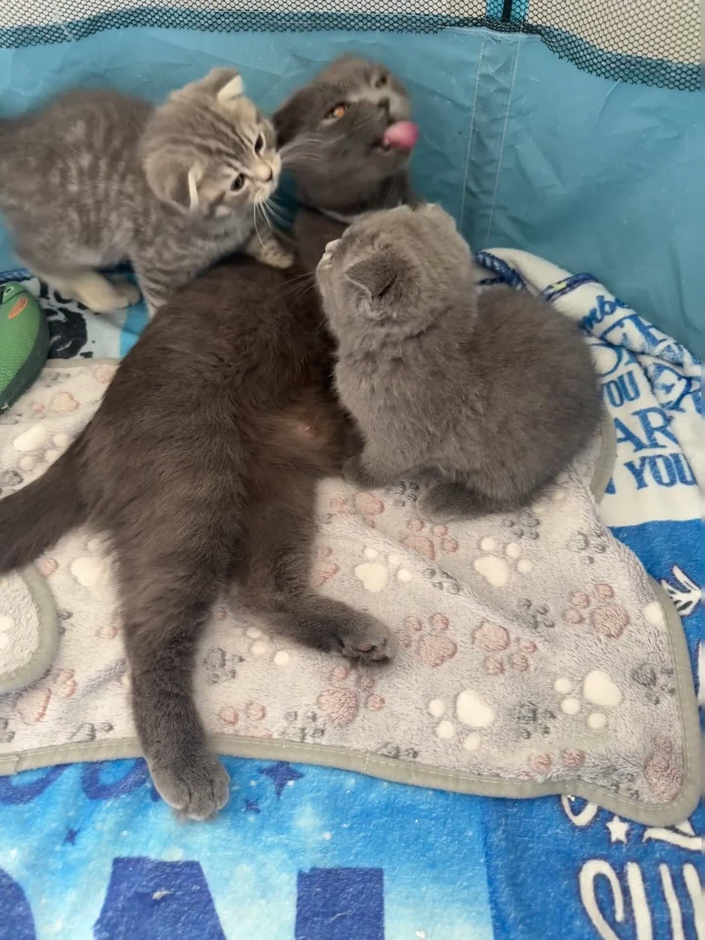 Scottish Fold cats for sale: Scottish Fold & straight Kittens PRICE -NEGOTIABLE - Video 1