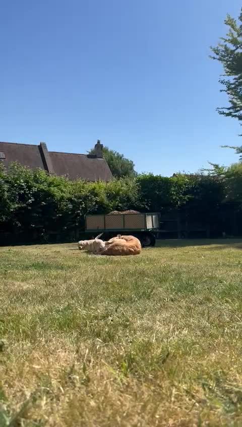 Golden Retriever dogs for sale: ⭐️Fantastic⭐️KC Reg Puppy⭐️Healthy Golden Ret - Video 2