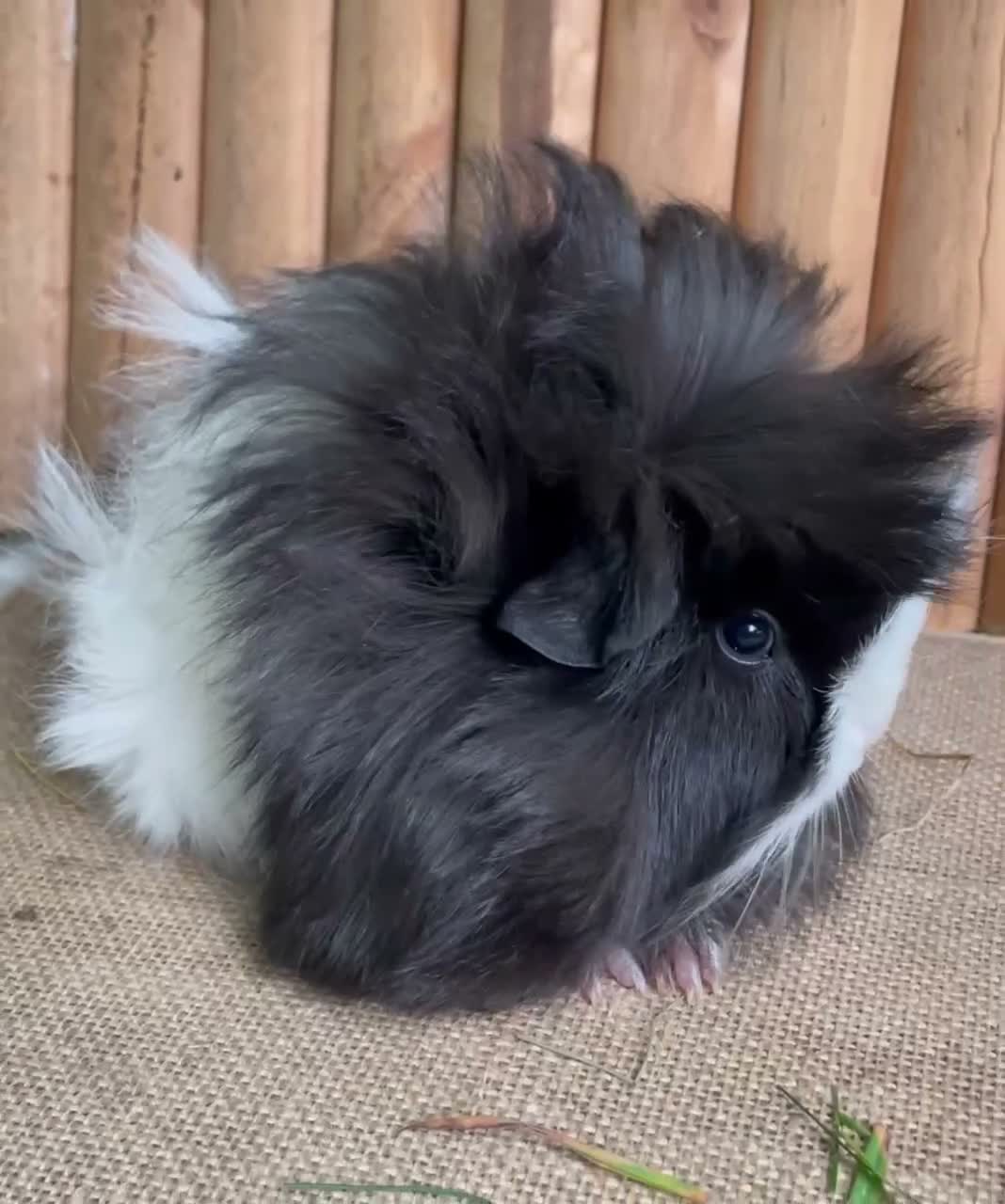 Guinea Pig rodents for sale: Friendly baby girl - Video 1