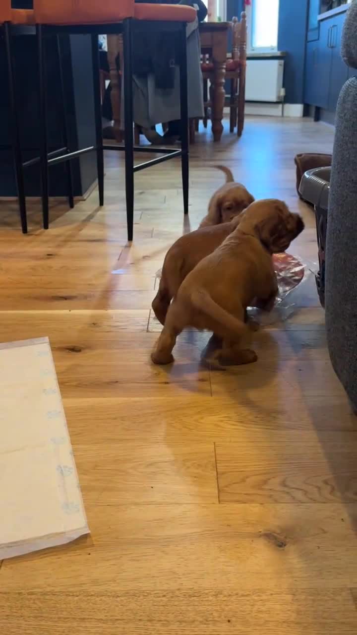 Cocker Spaniel dogs for sale: KC Registered working cocker spaniel puppies - Video 2