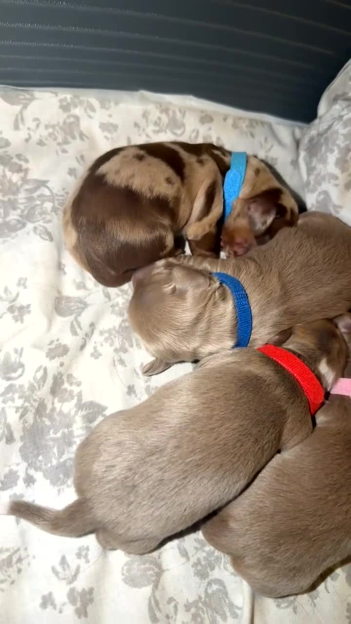 Miniature Dachshund dogs for sale:  Long haired miniature dauchund’s  - Video 1