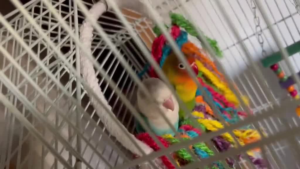 Lovebirds birds for sale: 2 gorgeous love birds - Video 1