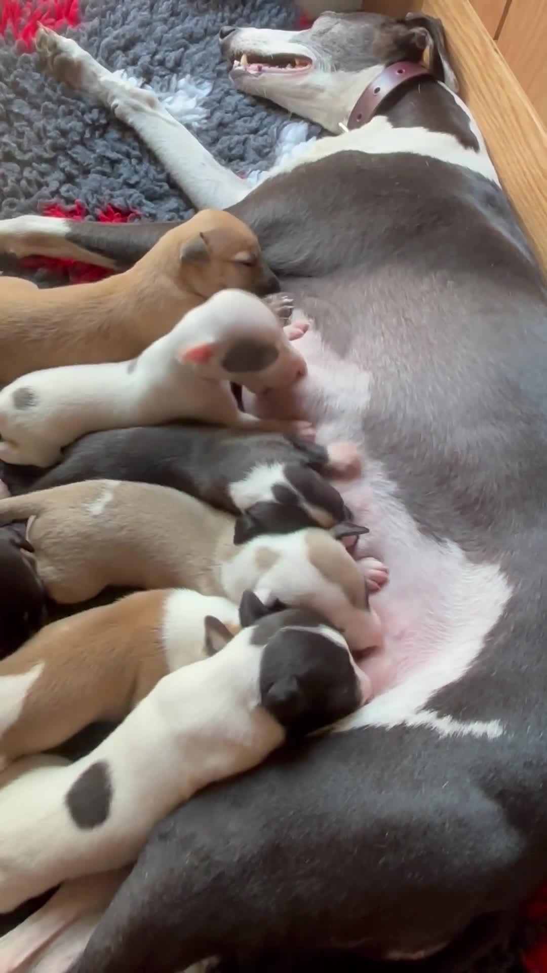 Whippet dogs for sale: 4 KC registered Whippet boys  - Video 1
