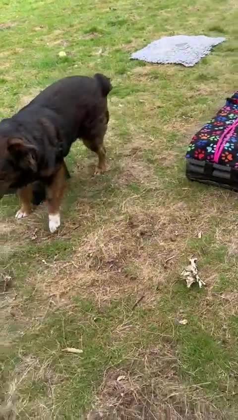 Mixed Breed dogs for adoption: Meet Charlie - a Lovely old boy, for a loving Home - Video 2