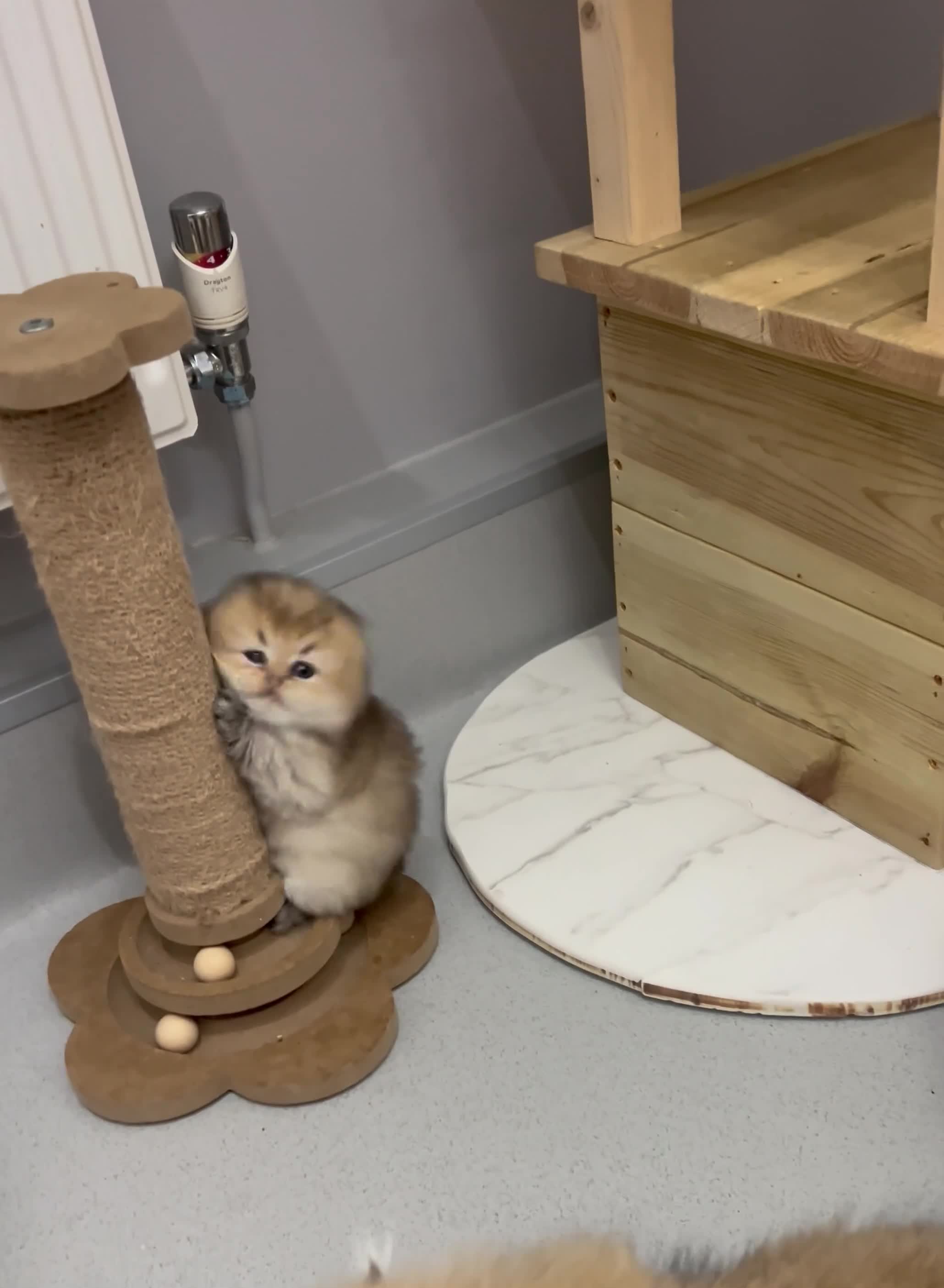 Scottish Fold cats for sale: Pedigree cutest SFLH kittens   - Video 4