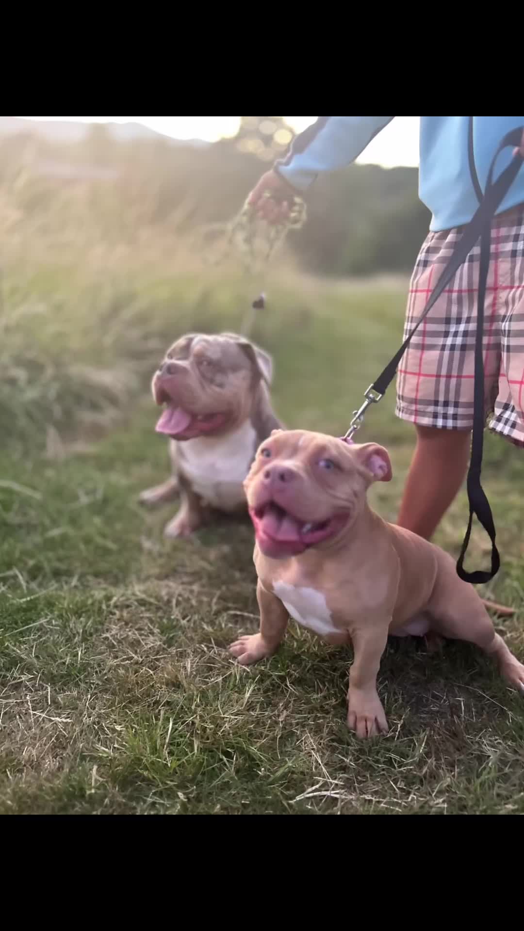 American Bully dogs for sale: 6 month pocket bully  - Video 1