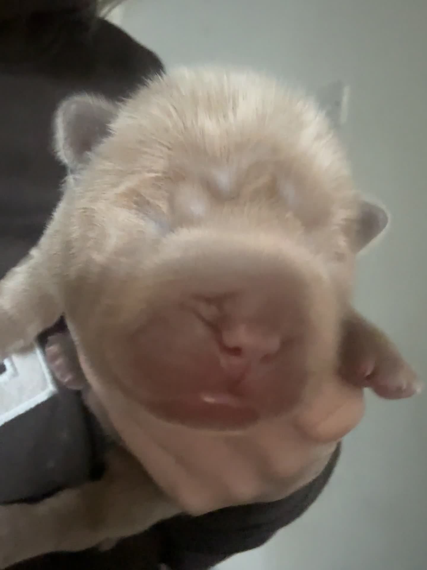 Shar Pei dogs for sale: Fluff and horse coat sharpeis  - Video 1