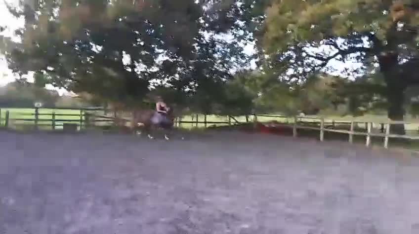 Welsh Section D horses for sale: Stunning chestnut mare  - Video 2