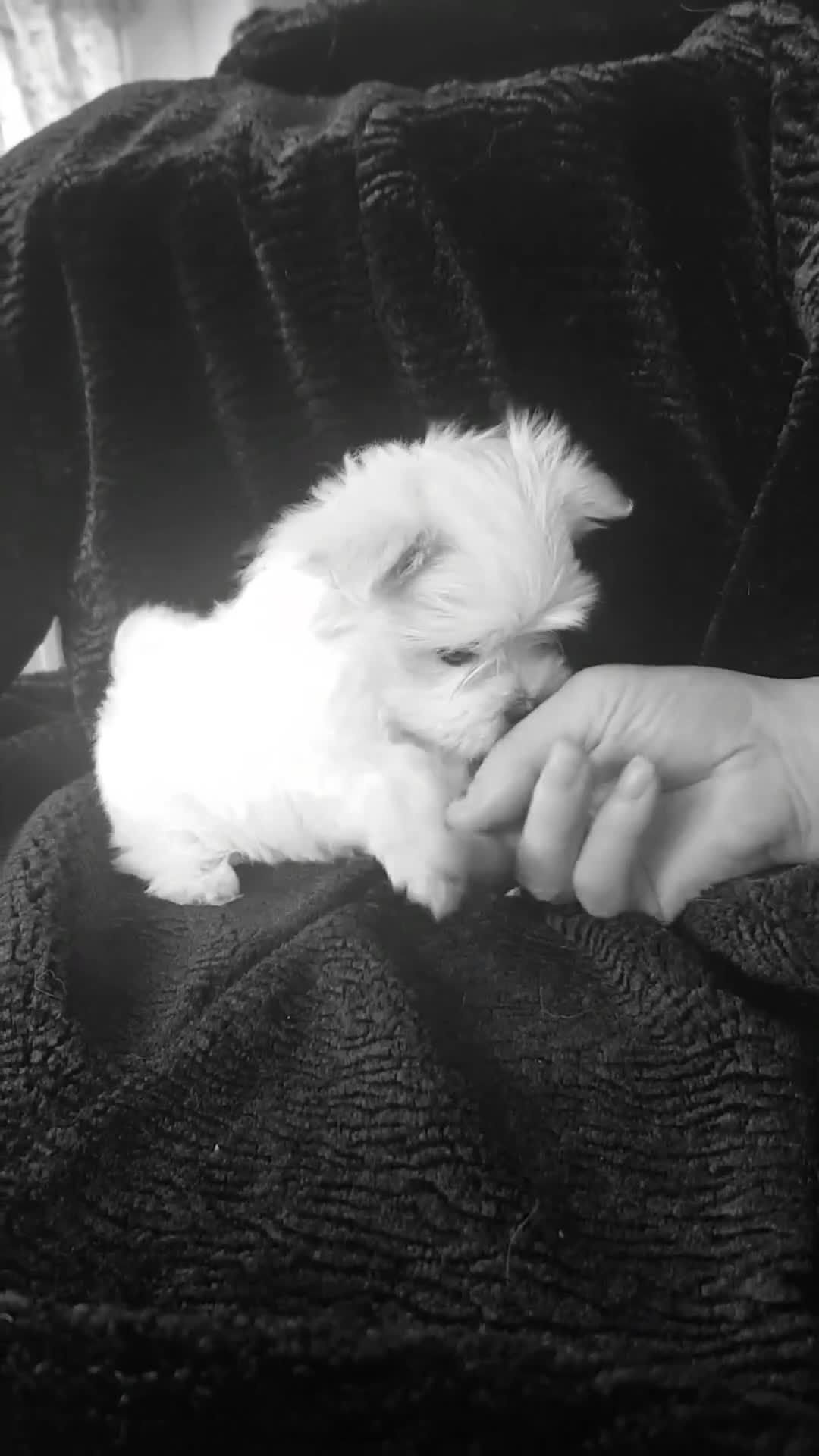 Maltese dogs for sale: KC Registered Maltese Puppies - Video 1