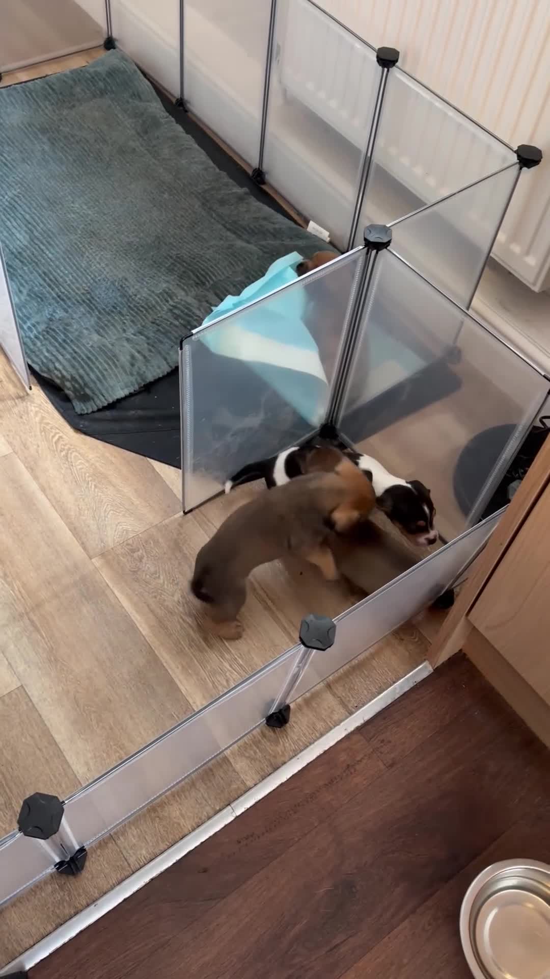 Mixed Breed dogs for sale: Unique mixed breed - Video 1