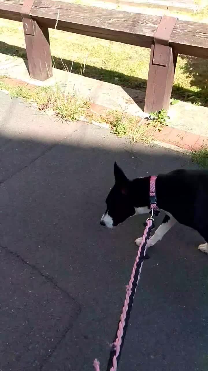 Mixed Breed dogs for sale: Puppy - Video 1