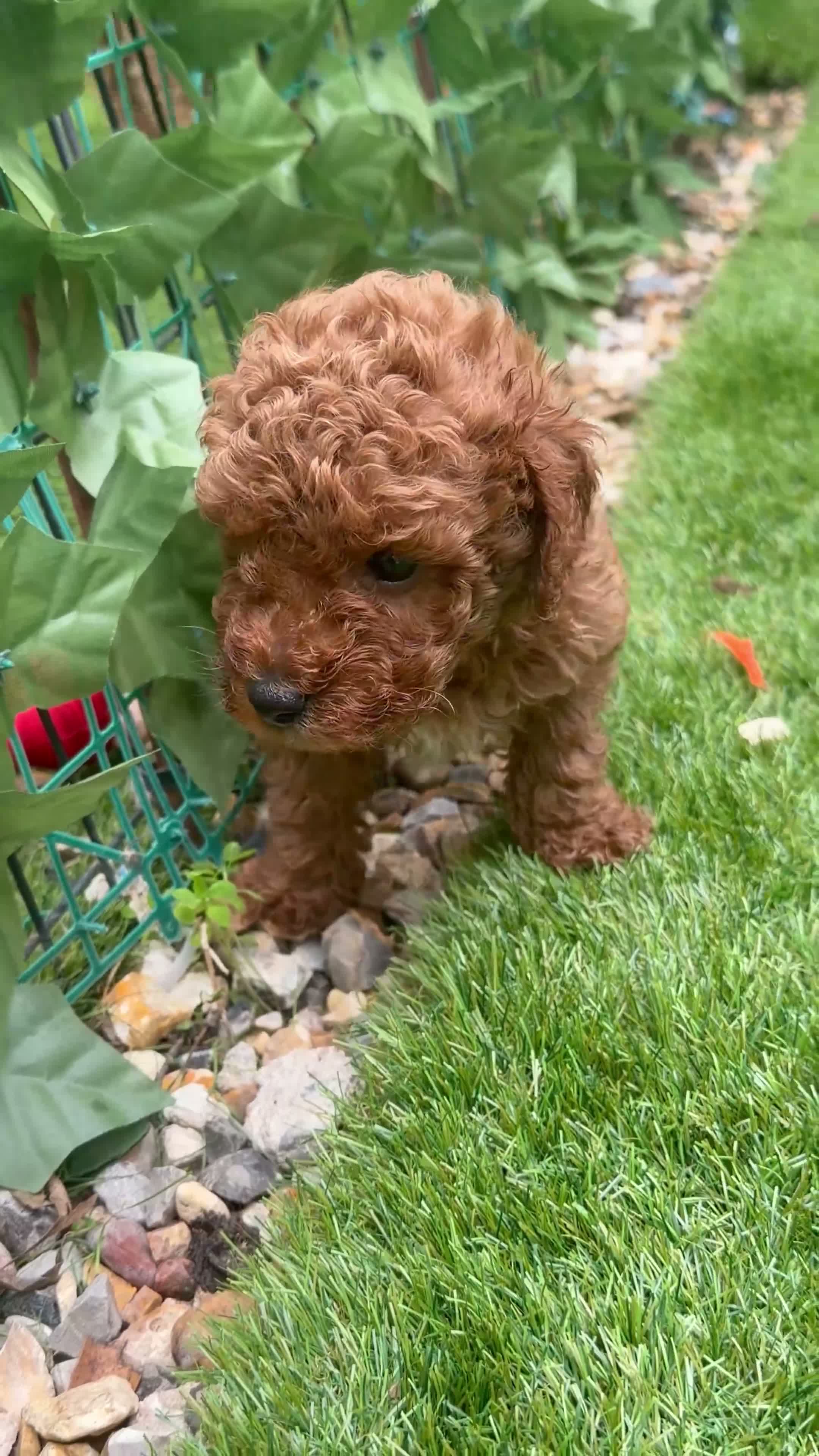 Toy Poodle dogs for sale: Red Fox Toy Poodle puppies in Poole - Video 3