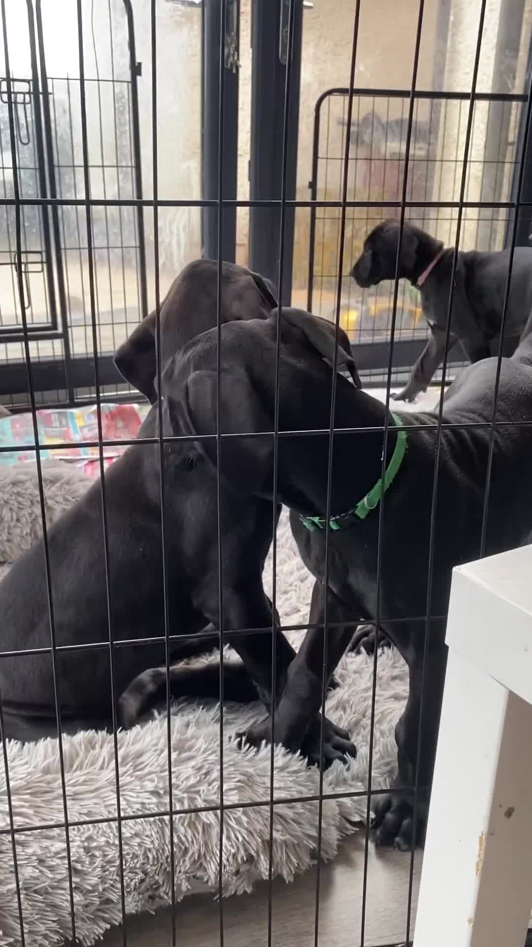 Great Dane dogs for sale: Gorgeous Black/Blue Great Dane Puppies - Video 1