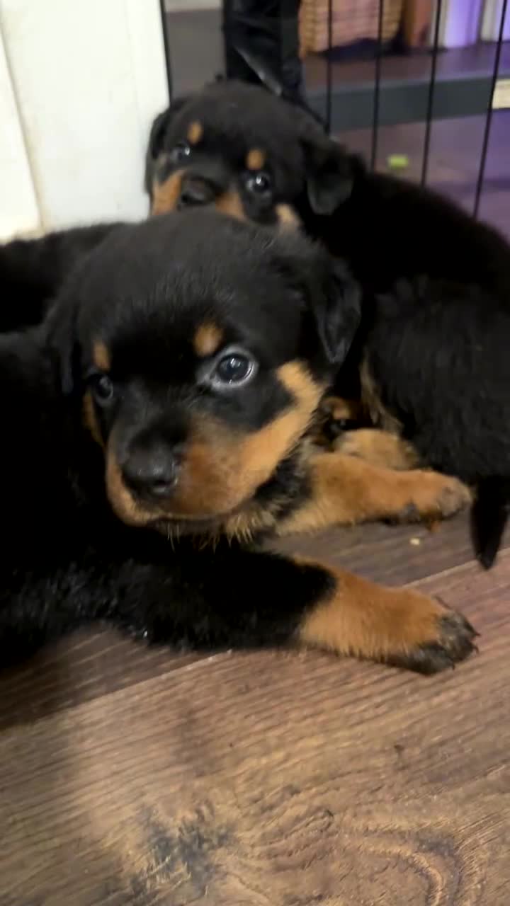 Rottweiler dogs for sale: Rottweiler puppies - 1 boy 3 girls, 4 weeks old - Video 1