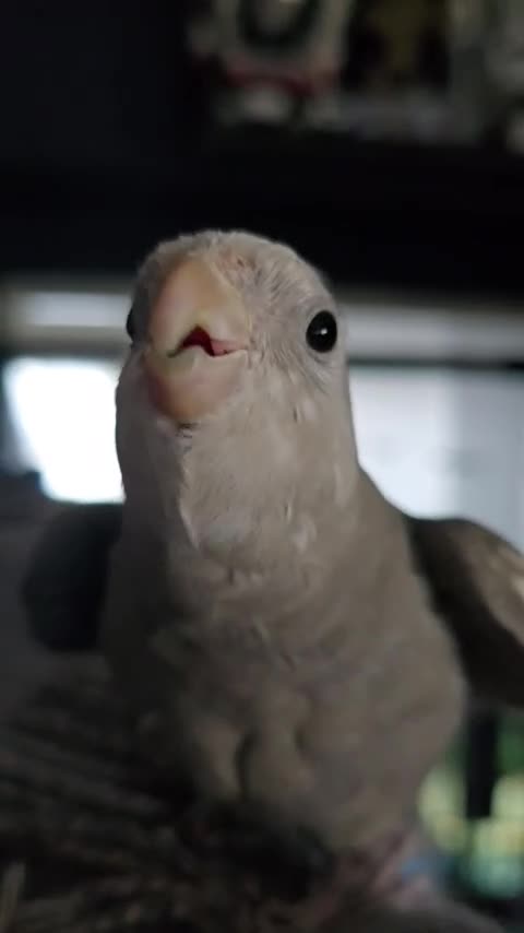 Cockatiels birds for sale: Hand-reared White-Face Cinnamon Cockatiel - Video 1