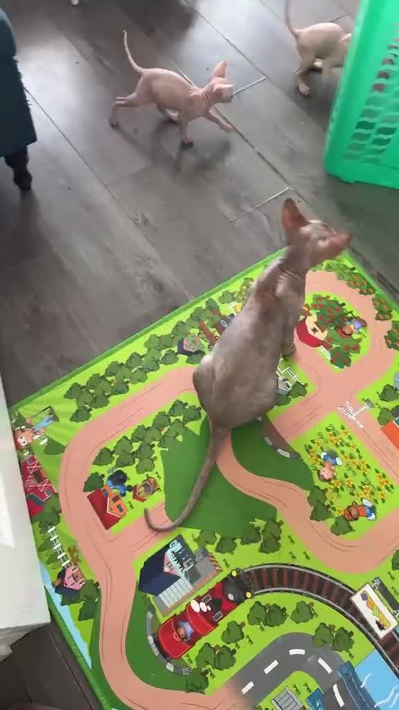 Sphynx cats for sale: Canadian Sphynx Kittens Looking for Loving Homes  - Video 2