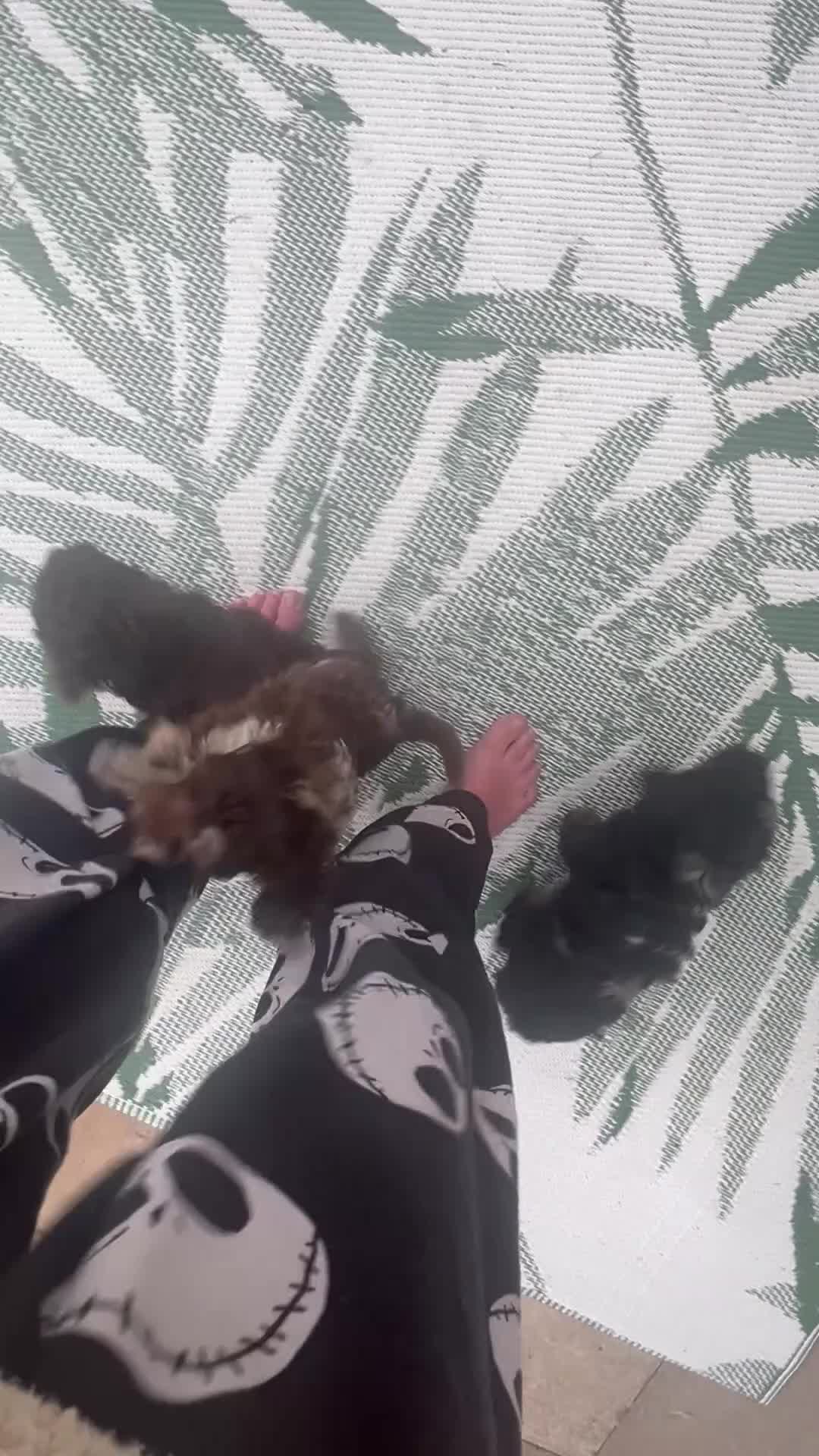 Cavapoo dogs for sale: Ready tomorrow - Video 1