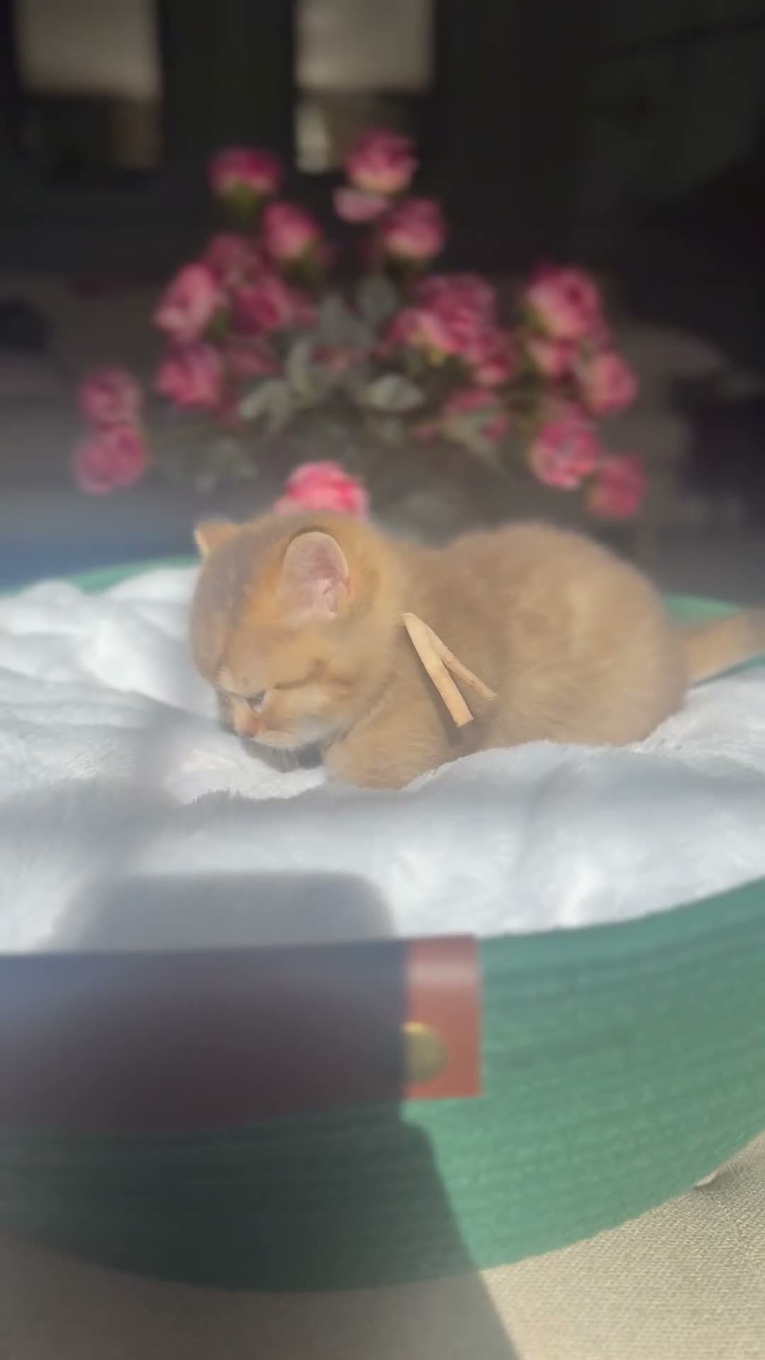 British Shorthair cats for sale: Chocolate golden kittens  - Video 2
