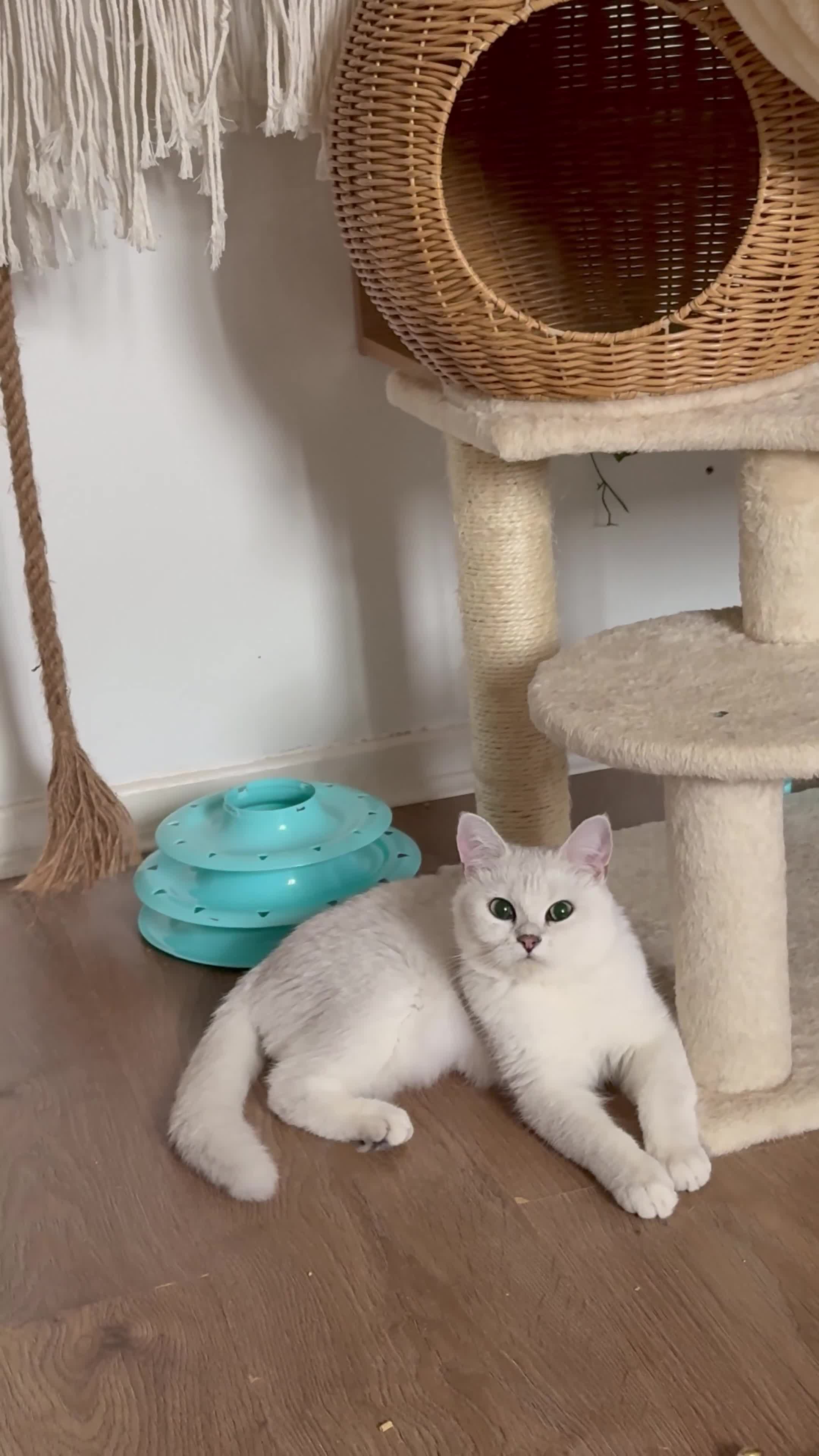 British Shorthair cats for sale: ❤️Cuddly Rare Pure Bsh Chinchilla Champion - Video 3