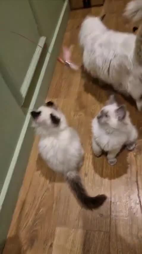 Ragdoll cats for sale: Last Two Blue-Eyed Ragdoll Kittens 💕 - Video 1