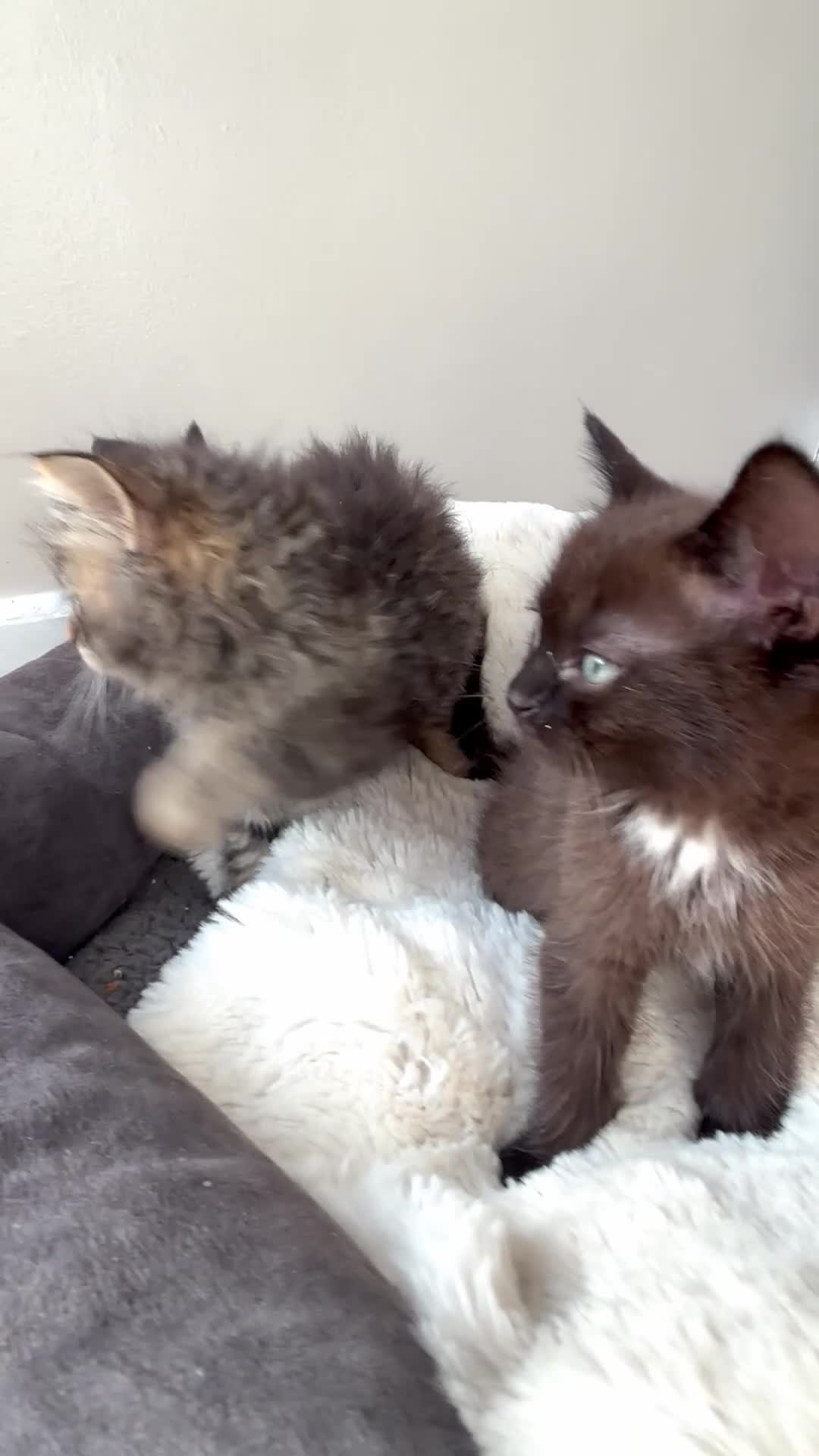 Mixed Breed cats for sale: Mixed Ragdoll kittens - Video 1