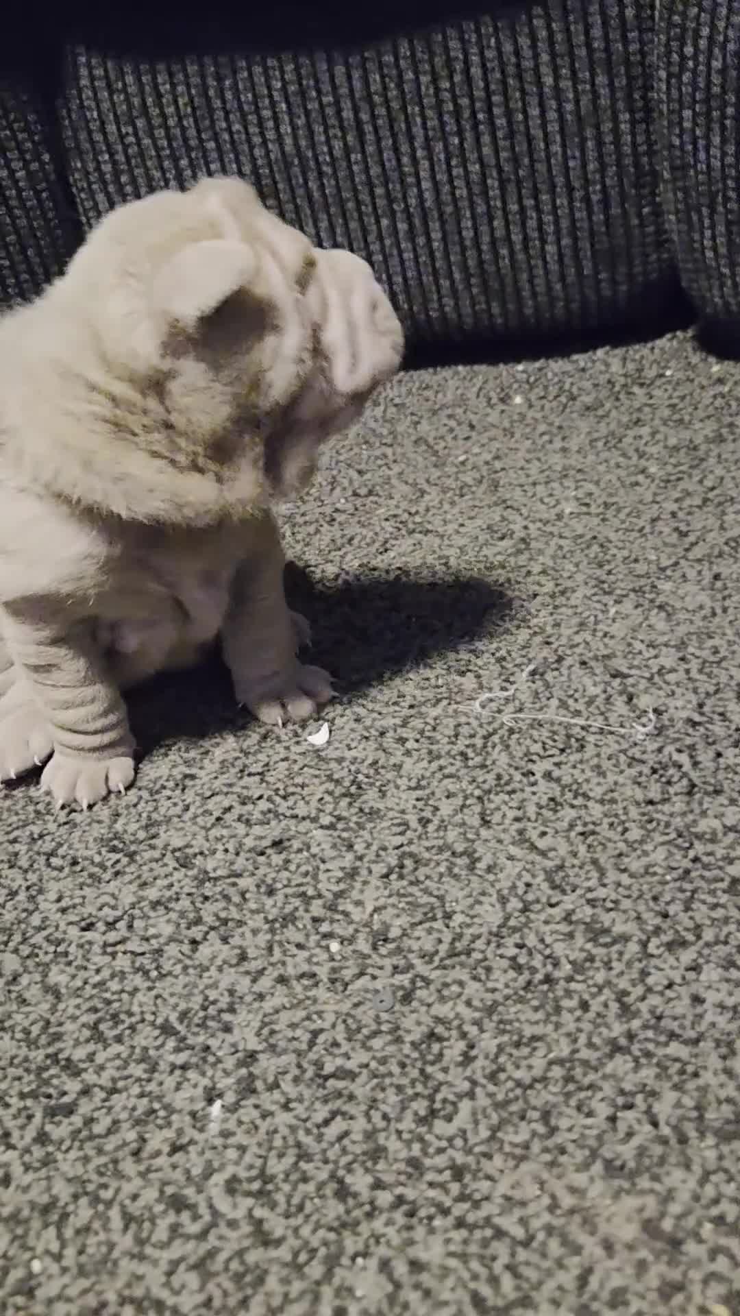 Shar Pei dogs for sale: 5 Shar peis in Hull - Video 4