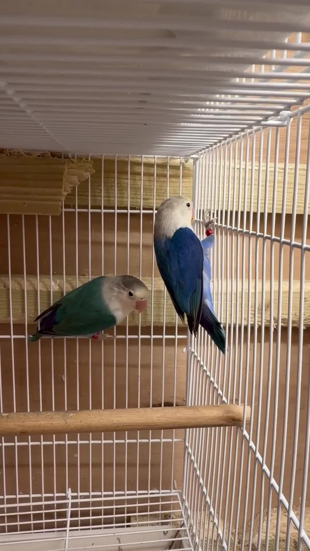 Lovebirds birds for sale: Young pair of lovebird - Video 1