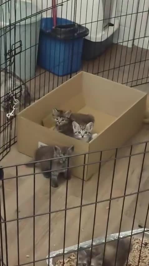 Maine Coon cats for sale: 🐾 6 BEAUTIFUL KITTENS LOOKING FOR LOVING HOMES 🐾 - Video 1