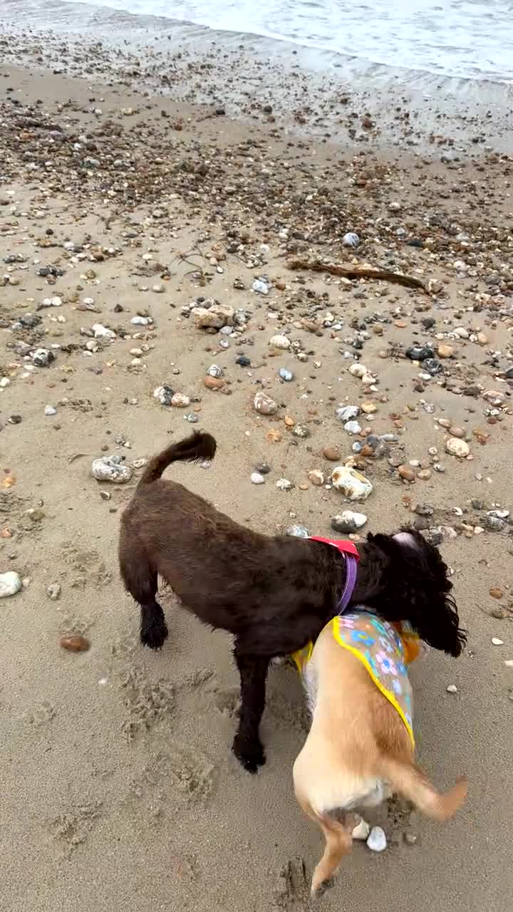 Cockapoo dogs for sale: Cockapoo 1 year old  - Video 1