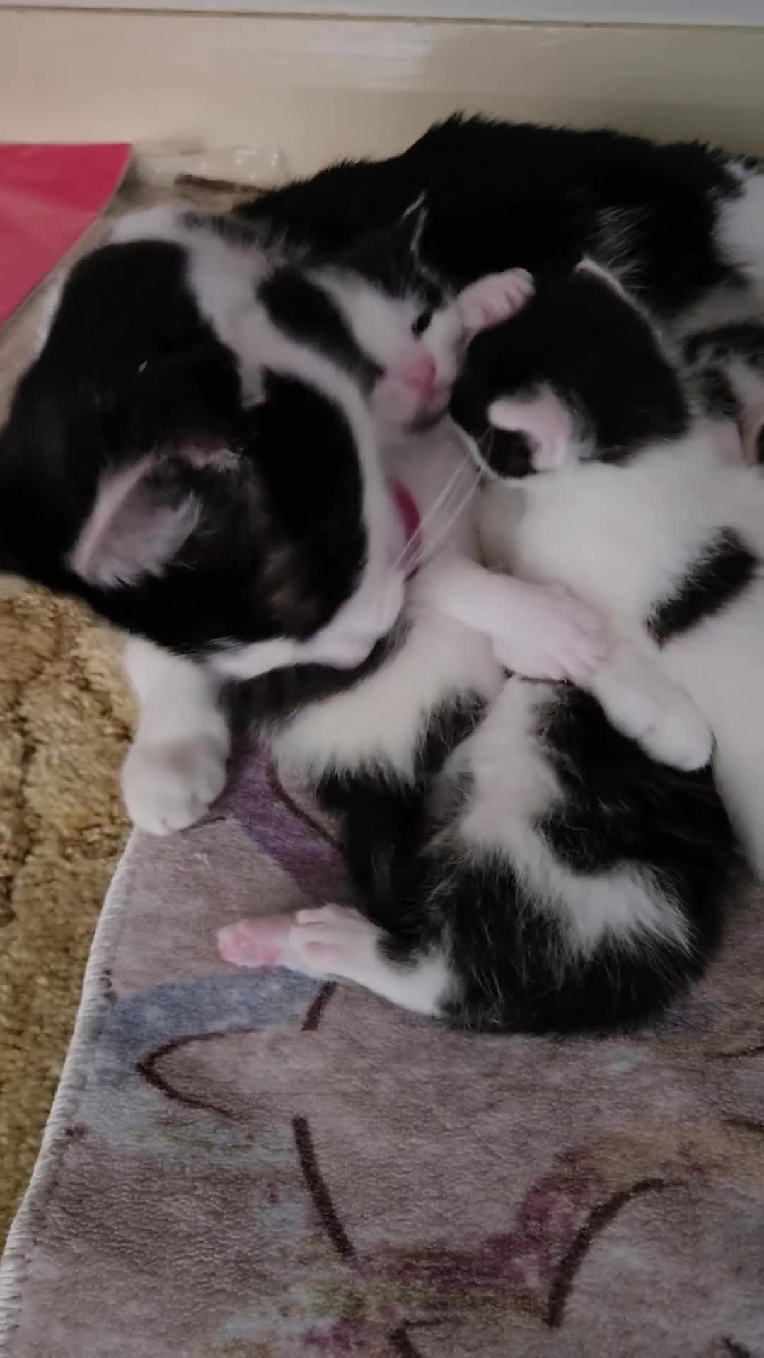 Mixed Breed cats for sale: Pretty black and white fluffy kittens - Video 2