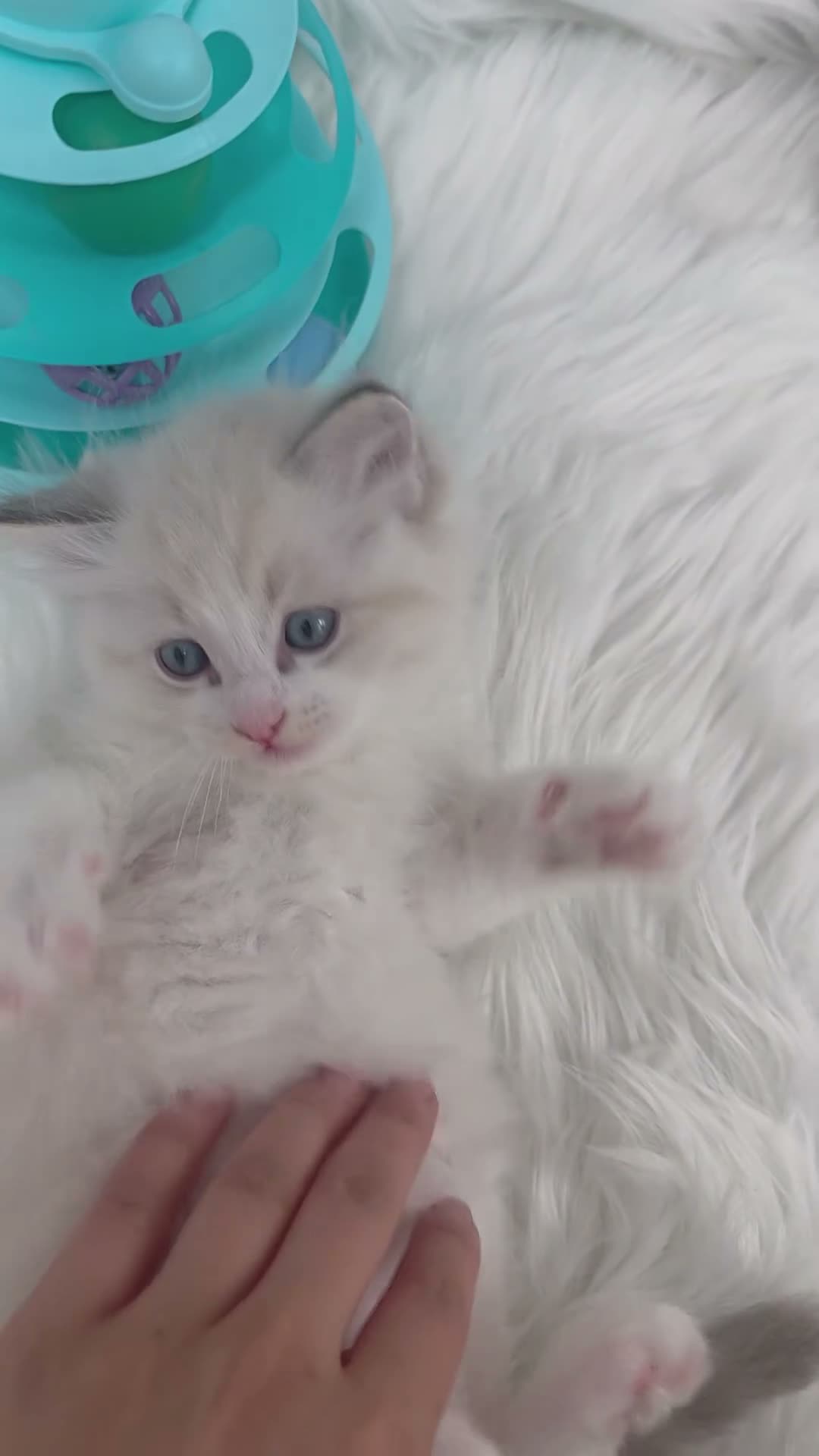Ragdoll cats for sale: 🏆🎖 Premium GCCF Ragdoll Kittens Grand bloodlines - Video 2
