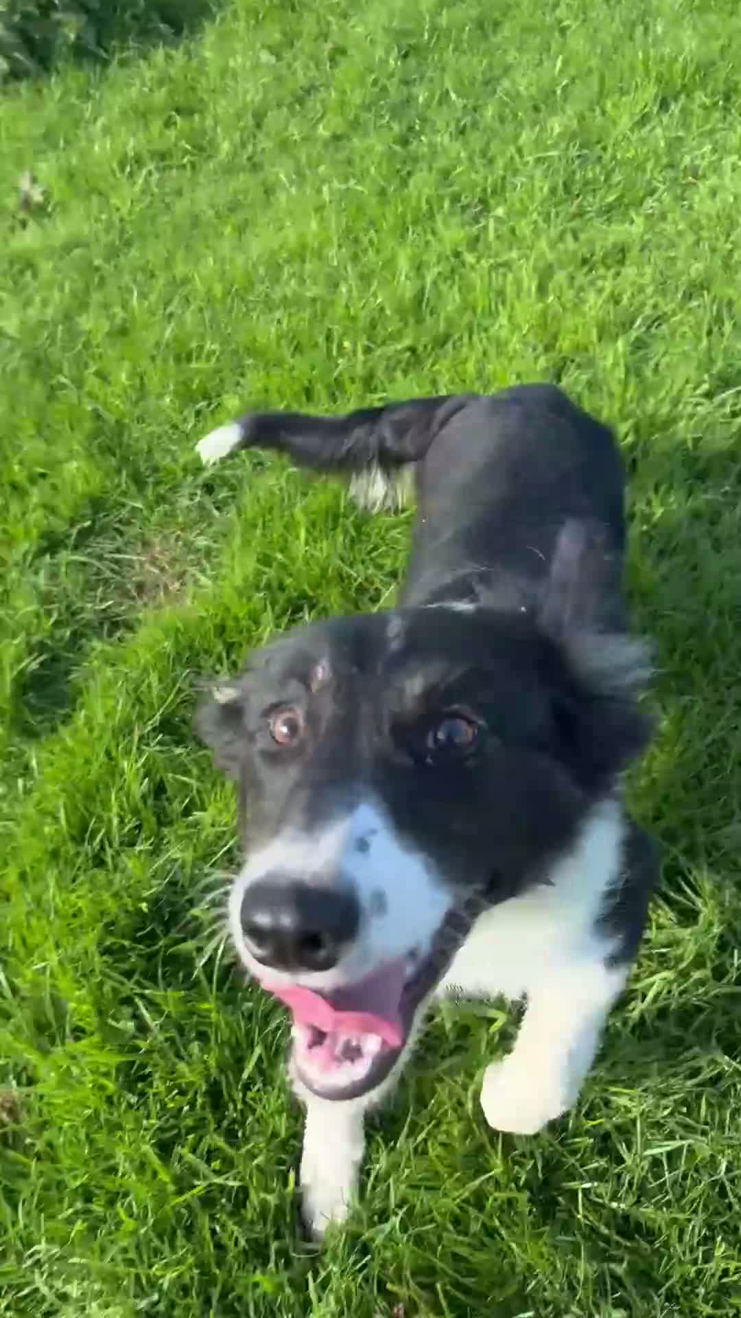 Border Collie dogs for sale: 🐾 Beautiful Border Collie Pup (Bet)  🐾 - Video 2