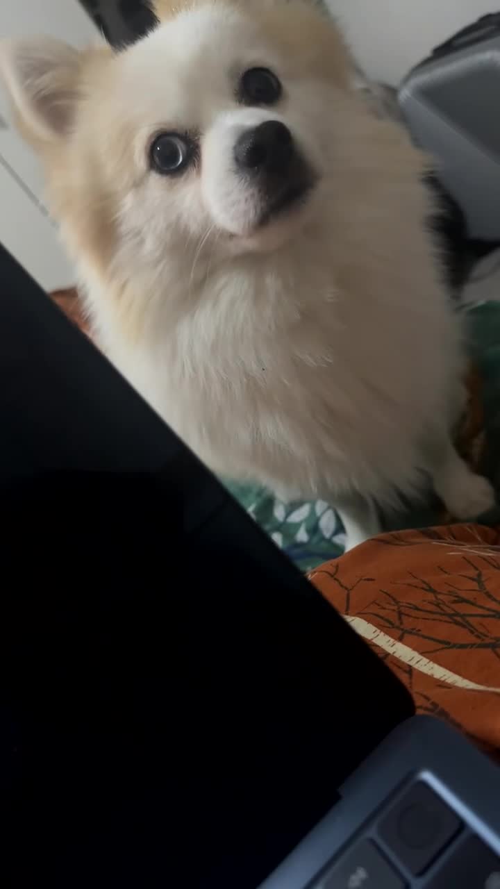 Pomeranian dogs for stud: PomeranianMale for Stud Healthy,Friendly&Ready Now - Video 1