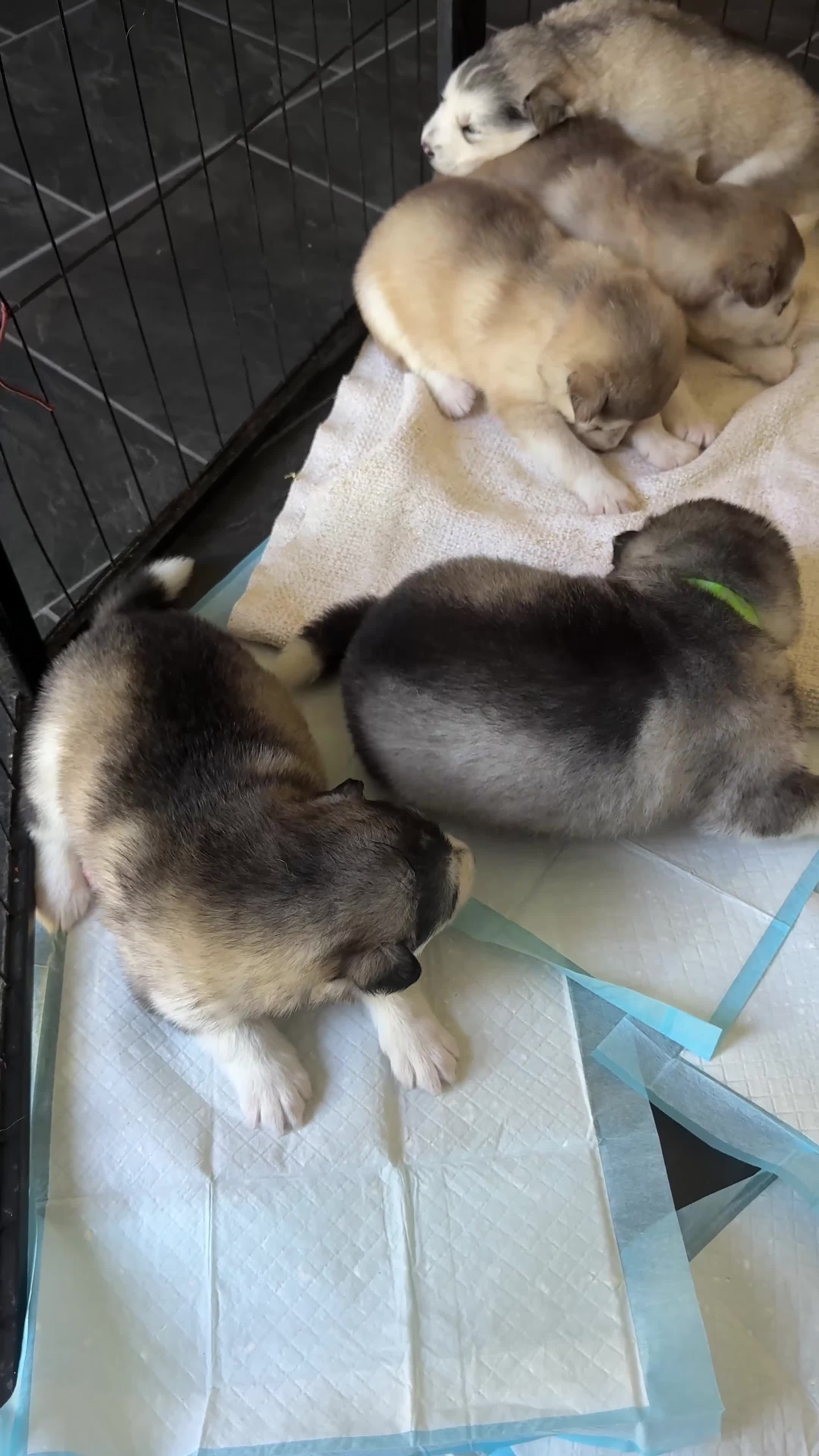 Alaskan Malamute dogs for sale: Alaskian malamute puppies  - Video 2
