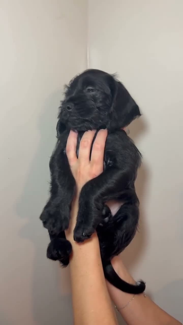 Mixed Breed dogs for sale: Gorgeous Cockapoo X shih tzu puppies🥺🐾 - Video 1