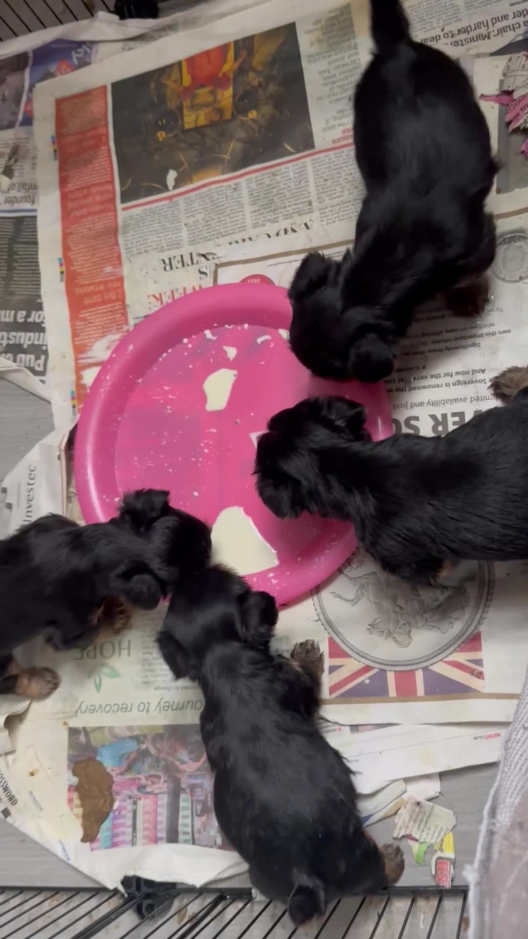 Yorkshire Terrier dogs for sale: Yorkies puppy’s  - Video 1