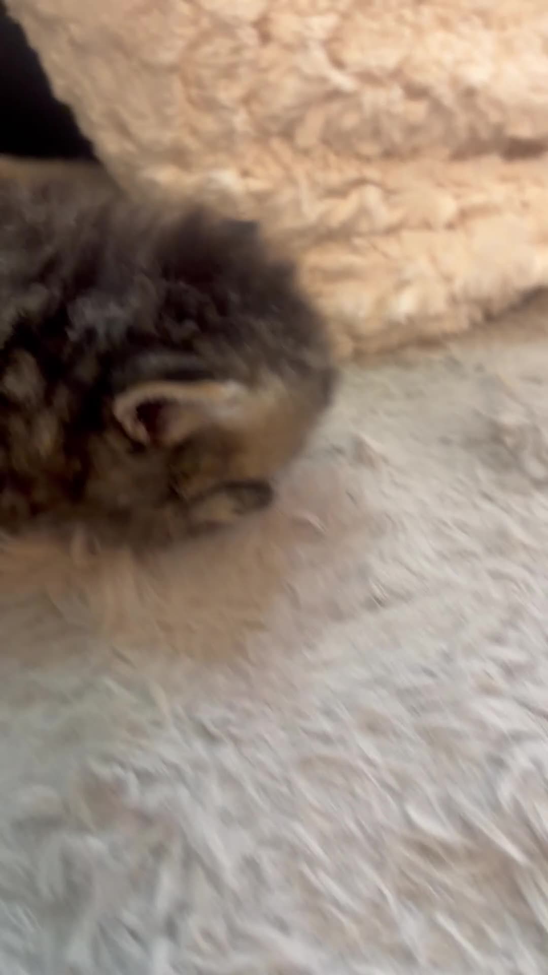 Exotic cats for sale: Beautiful adorable exotic babies - Video 2