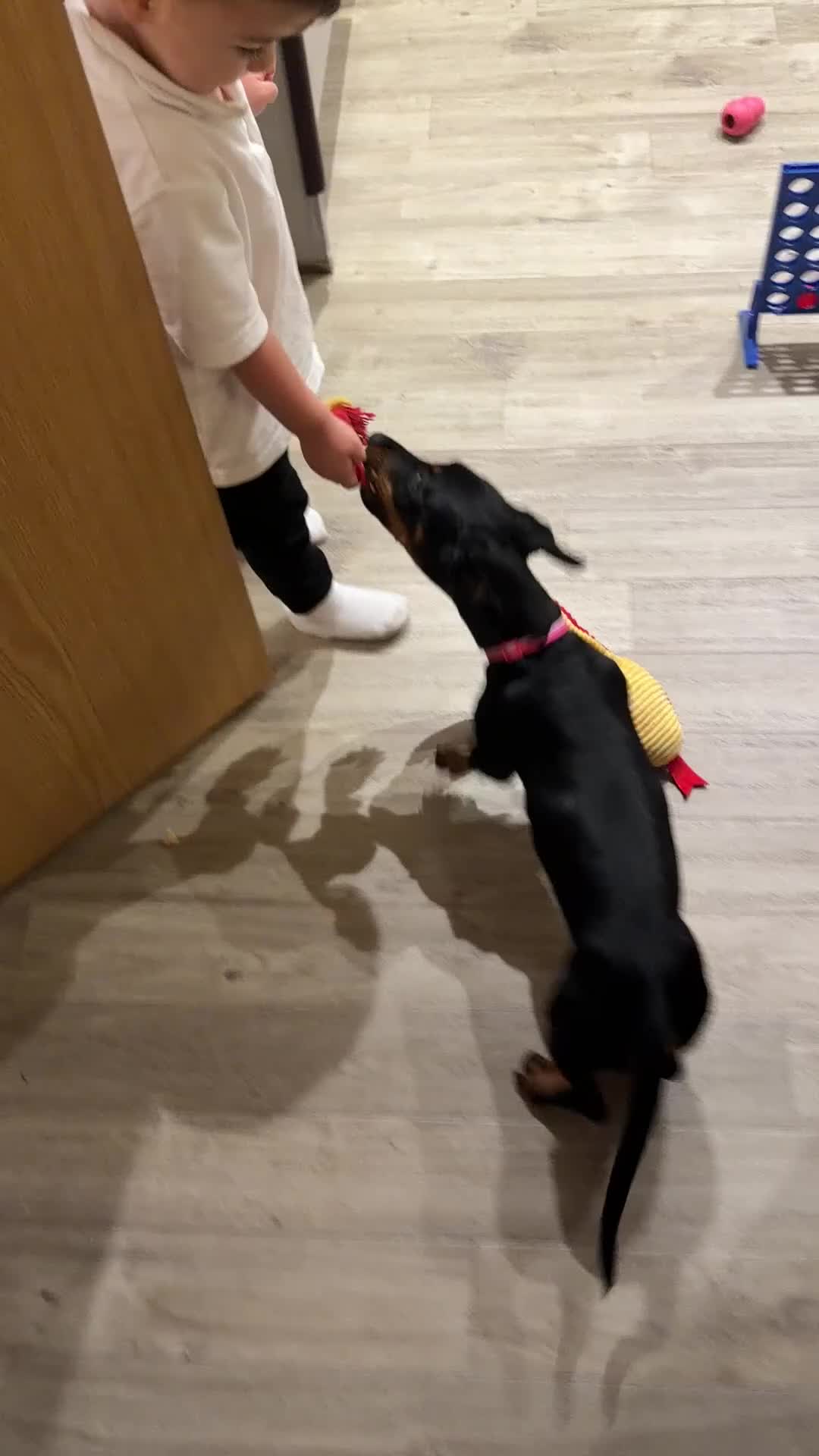 Dachshund dogs for sale: 14 Week old Dachshund Playful & Potty Trained - Video 1