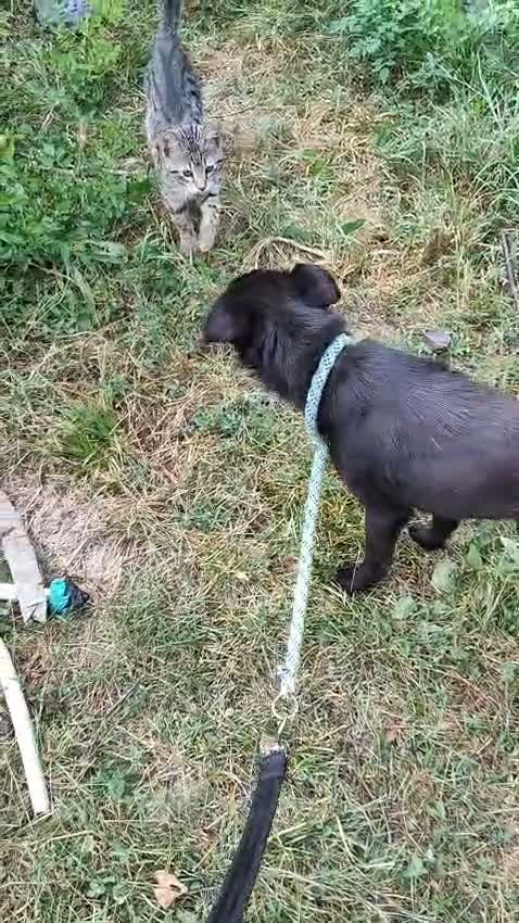 Mixed Breed dogs for adoption: Little Lad Vernon - Available for adoption - Video 1