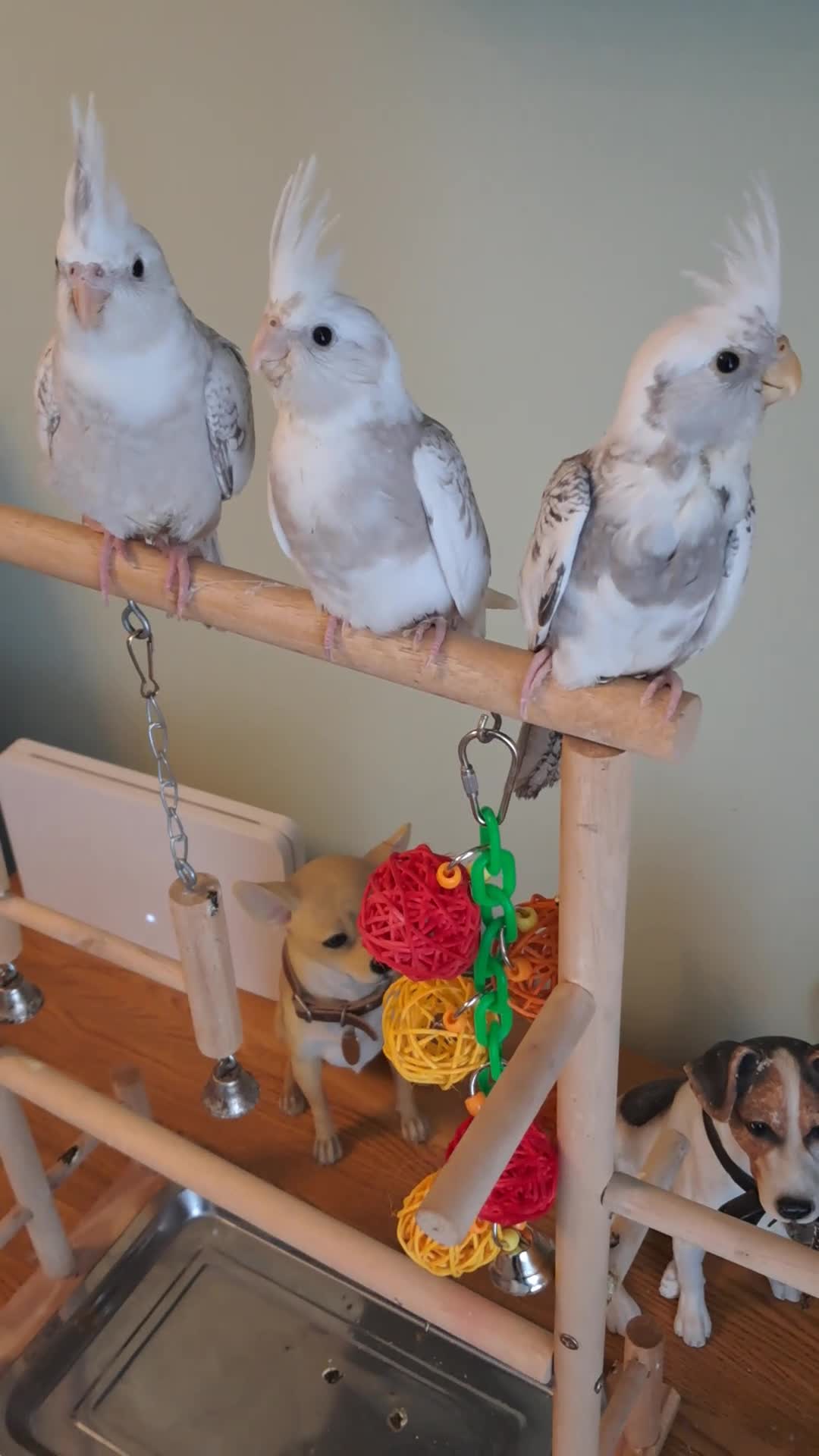 Cockatiels birds for sale: Hand reared baby cocktails very tame lovely birds  - Video 2